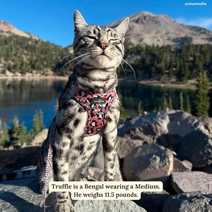 Lucy & Co. Wild Side Step-in Cat Harness & Leash Bundle – Reflective, Breathable & Adjustable Harness for Cats, Kittens & Small Dogs, Lightweight & Secure and Dual Leash Clips – Small