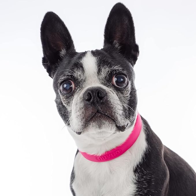 Waterproof Dog Collar - Durable, Comfortable and Adjustable Outdoor Dog Collar with Wear Resistant Buckle and ID Tag Ring for Small Dogs by Nuvuq (Pink, Small)