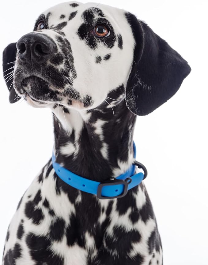 Waterproof Dog Collar - Durable, Comfortable and Adjustable Outdoor Dog Collar with Wear Resistant Buckle and ID Tag Ring for Large Dogs by Nuvuq (Blue, Large)