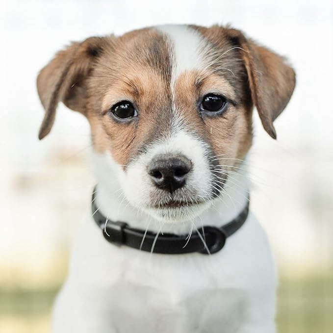 Dog Collar - Comfortable, Soft and Lightweight Adjustable Collar with Name Tag Ring for Miniature Dogs and Puppies - Non Breakaway Cat Collar by Nuvuq (Black, Mini)