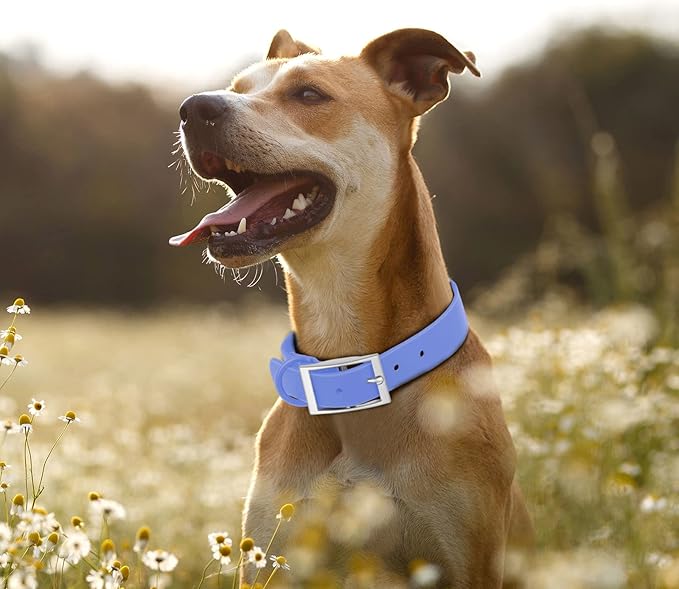 Wisedog Waterproof Dog Collar: Multiple Adjust 7" to 23.6", Soft Rubber Coated Webbing, Easy to Clean, for Small Medium Large Dogs (M|12"-16" × 4/5 in, Blue)