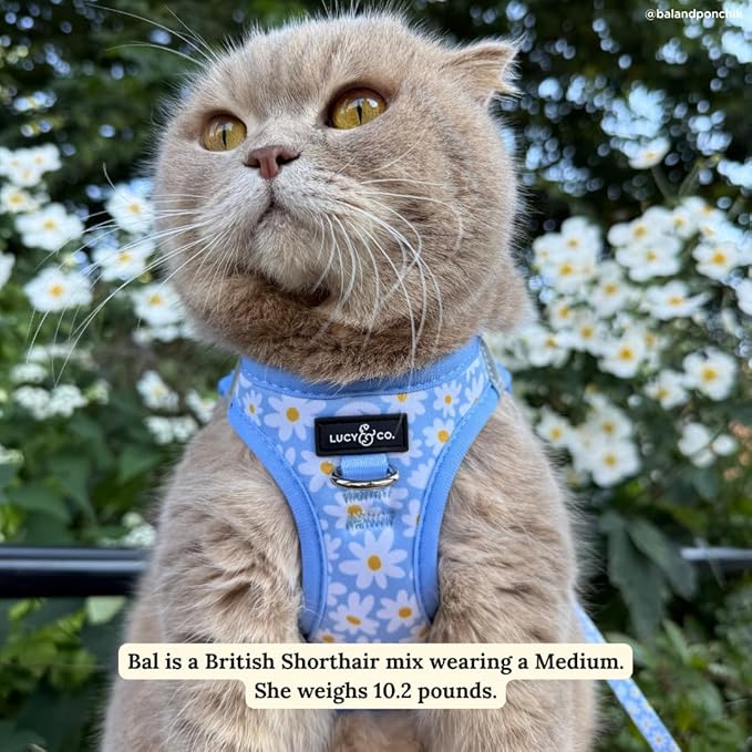 Lucy & Co. Simply Splendid Step-in Cat Harness & Leash Bundle – Reflective, Breathable & Adjustable Harness for Cats, Kittens & Small Dogs, Lightweight & Secure and Dual Leash Clips – Medium