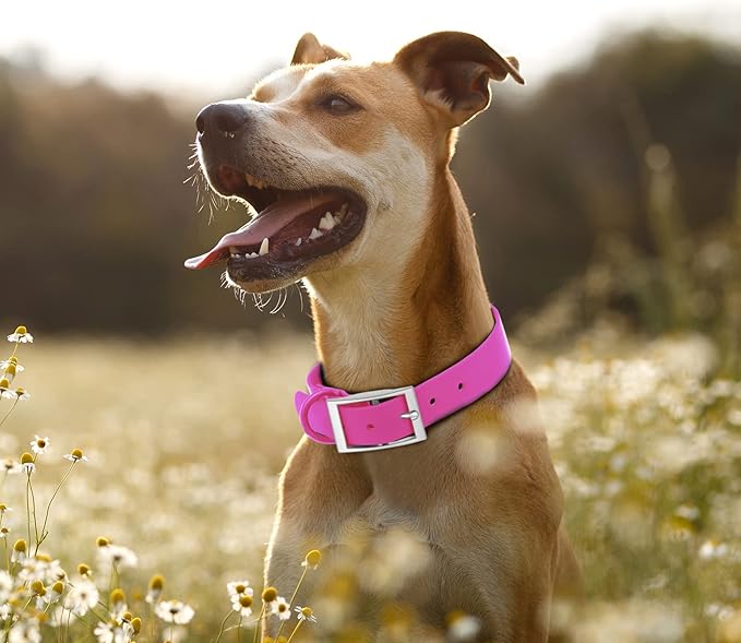 Wisedog Waterproof Dog Collar: Multiple Adjust 7" to 23.6", Soft Rubber Coated Webbing, Easy to Clean, for Small Medium Large Dogs (L|15"-19" × 1 in, Rose Violet)