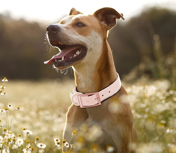 Wisedog Waterproof Dog Collar: Multiple Adjust 7" to 23.6", Soft Rubber Coated Webbing, Easy to Clean, for Small Medium Large Dogs (M|12"-16" × 4/5 in, Gossamer Pink)
