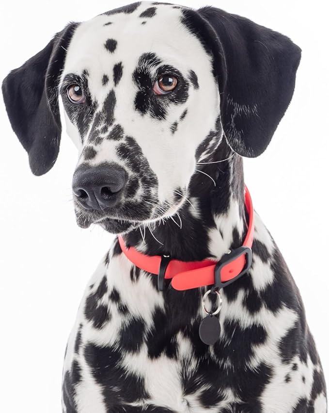 Silicone Dog Collar - Durable, Comfortable and Adjustable Outdoor Dog Collar with Weather Resistant Buckle and ID Tag Ring for Medium Dogs by Nuvuq (Red, Medium)