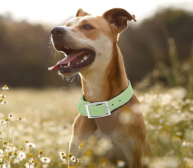 Wisedog Waterproof Dog Collar: Multiple Adjust 7" to 23.6", Soft Rubber Coated Webbing, Easy to Clean, for Small Medium Large Dogs (XL|18"-23.6" × 1 in, Sage Green)