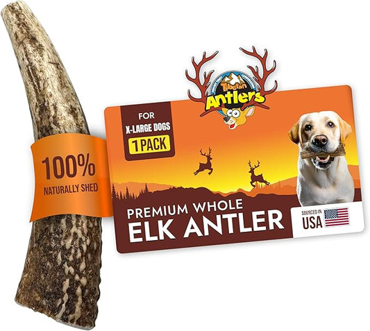 Tibetan Elk Antler for X-Large Dogs, Grade-A, Premium Antler Chews, Naturally shed Healthy & Longer Lasting Aggressive chewers, USA Product (Whole)