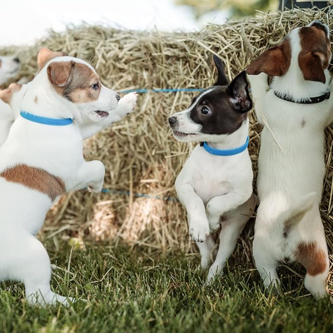 Dog Collar - Comfortable, Soft and Lightweight Adjustable Collar with Name Tag Ring for Miniature Dogs and Puppies - Non Breakaway Cat Collar by Nuvuq (Black, Mini)