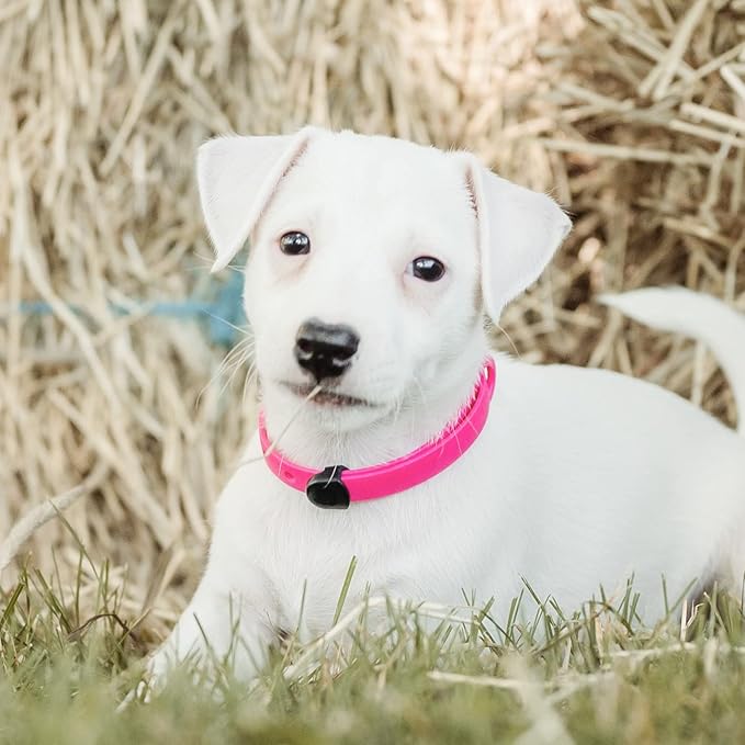 Dog Collar - Comfortable, Soft and Lightweight Adjustable Collar with Name Tag Ring for Miniature Dogs and Puppies - Non Breakaway Cat Collar by Nuvuq (Pink, Mini)