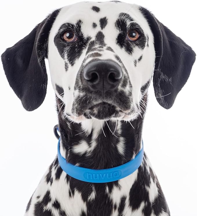 Waterproof Dog Collar - Durable, Comfortable and Adjustable Outdoor Dog Collar with Wear Resistant Buckle and ID Tag Ring for Puppies and XSmall Dogs by Nuvuq (Blue, XSmall)