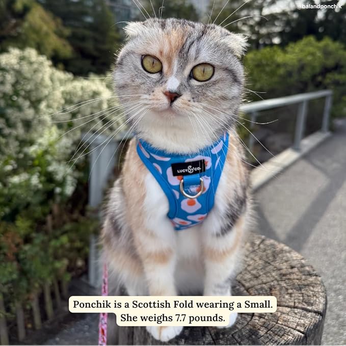 Lucy & Co. Eggcelent Step-in Cat Harness & Leash Bundle – Reflective, Breathable & Adjustable Harness for Cats, Kittens & Small Dogs, Lightweight & Secure and Dual Leash Clips – Large