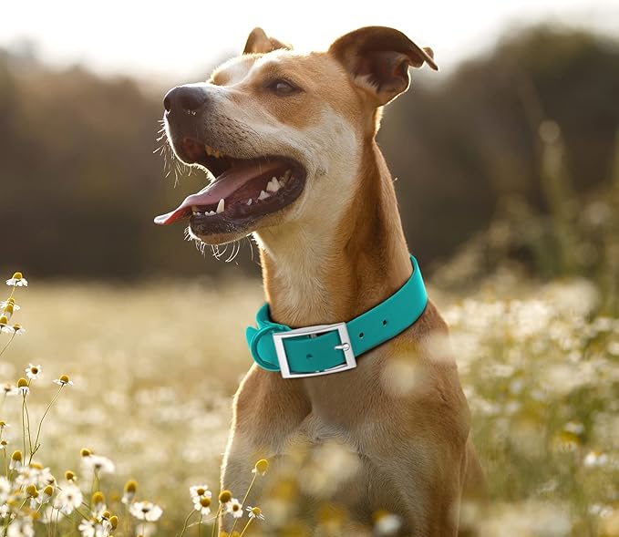 Wisedog Waterproof Dog Collar: Multiple Adjust 7" to 23.6", Soft Rubber Coated Webbing, Easy to Clean, for Small Medium Large Dogs (M|12"-16" × 4/5 in, Emerald Green)