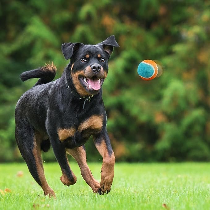 ALL FOR PAWS 2.5" Tennis Balls for Dogs, Dog Balls for Ball Launcher Toy, Bouncy & Durable Fetch Balls for Medium Large Dogs, 4 Pack Fetch Toy for Outdoor Play