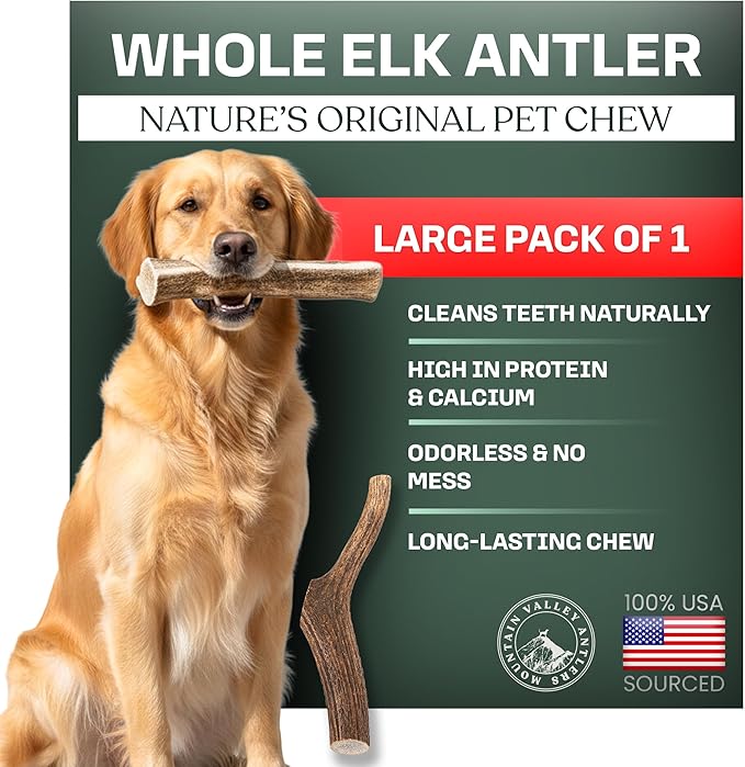 Mountain Valley Elk Antlers for Dogs - 100% Natural & Organic Chew for Aggressive Chewers, No Odor, No Mess, Long Lasting - Wild-Foraged Naturally Shed Antlers in USA - Grade A, Whole Large (1 Pack)