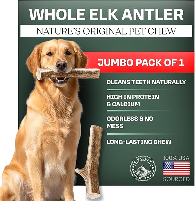 Mountain Valley Elk Antlers for Dogs - 100% Natural & Organic Chew for Aggressive Chewers, No Odor, No Mess, Long Lasting - Wild-Foraged Naturally Shed Antlers in USA - Grade A, Whole Jumbo (1 Pack)