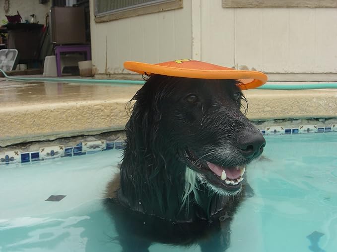 Nerf Dog Nylon Flyer Dog Toy, Flying Disc, Lightweight, Durable and Water Resistant, Great for Beach and Pool, 9 inch diameter, for Medium/Large Breeds, Single Unit, Orange