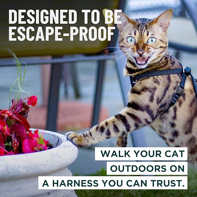 Houdini™ Escape Proof Cat Harness and Leash Set by OutdoorBengal – Turquoise, Medium Cat Harness for Walking