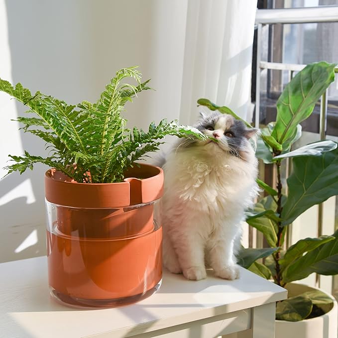 Phoenix Vine 8 Inch Self Watering Planter Pot, Terracotta Clay Pot with Glass Reservoir for Indoor Plants, Herbs, Flowers, Set of 1, 52-A-H-1