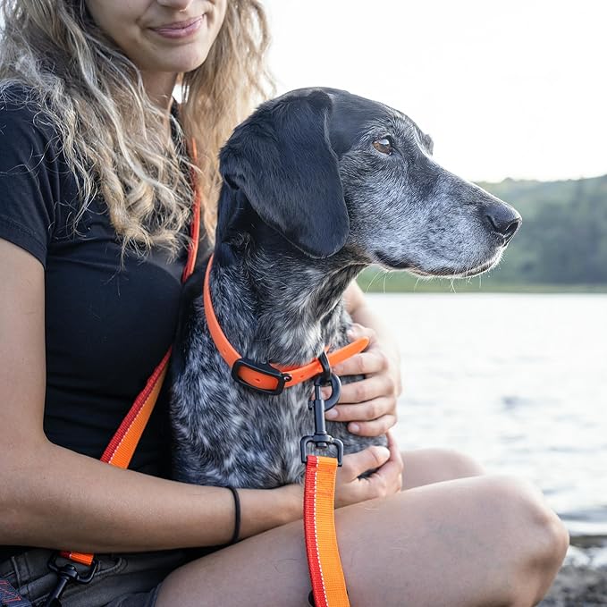 Waterproof Dog Collar - Durable, Comfortable and Adjustable Outdoor Dog Collar with Wear Resistant Buckle and ID Tag Ring for Small Dogs by Nuvuq (Orange, Small)