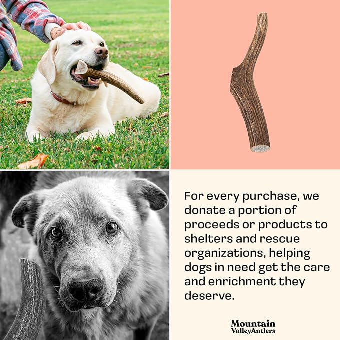 Mountain Valley Elk Antlers for Dogs - 100% Natural & Organic Chew for Aggressive Chewers, No Odor, No Mess, Long Lasting - Wild-Foraged Naturally Shed Antlers in USA - Grade A, Whole Small (3 Pack)