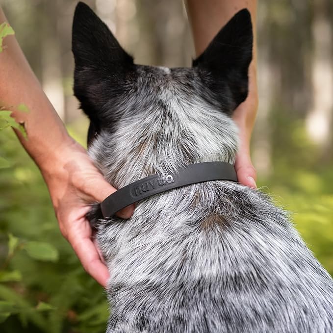 Waterproof Dog Collar - Durable, Comfortable and Adjustable Outdoor Dog Collar with Wear Resistant Buckle and ID Tag Ring for Medium Dogs by Nuvuq (Black, Medium)