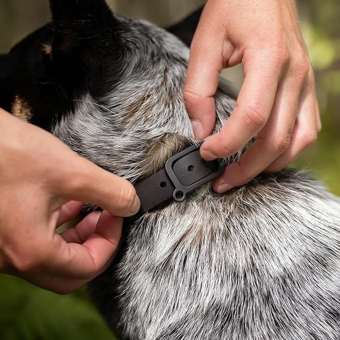 Waterproof Dog Collar - Durable, Comfortable and Adjustable Outdoor Dog Collar with Wear Resistant Buckle and ID Tag Ring for Medium Dogs by Nuvuq (Black, Medium)