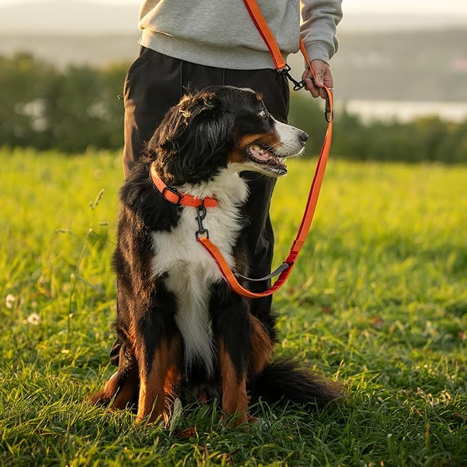 Waterproof Dog Collar - Durable, Comfortable and Adjustable Outdoor Dog Collar with Wear Resistant Buckle and ID Tag Ring for Medium Dogs by Nuvuq (Orange, Medium)